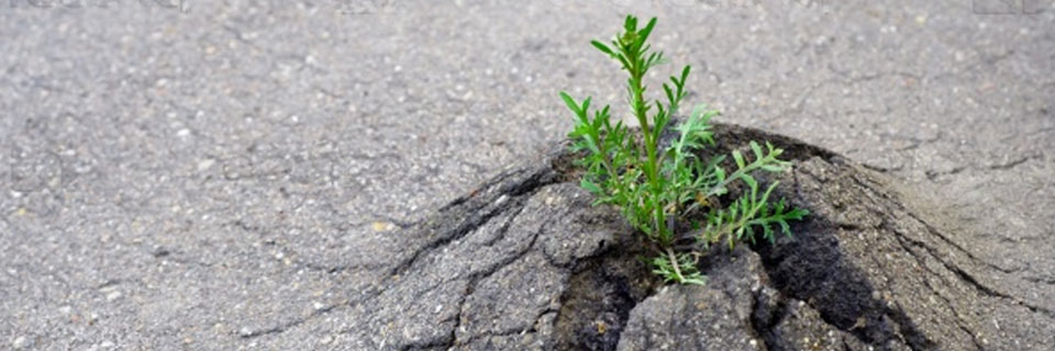 La Resilencia La Resilencia